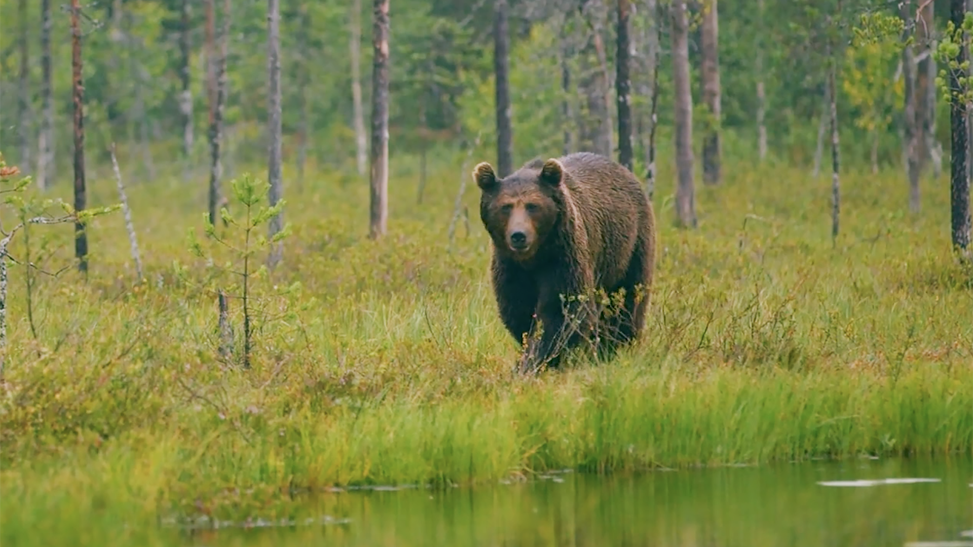 tongass bonus info